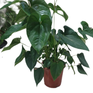 Flamingo Flower (Anthurium andraeanum)