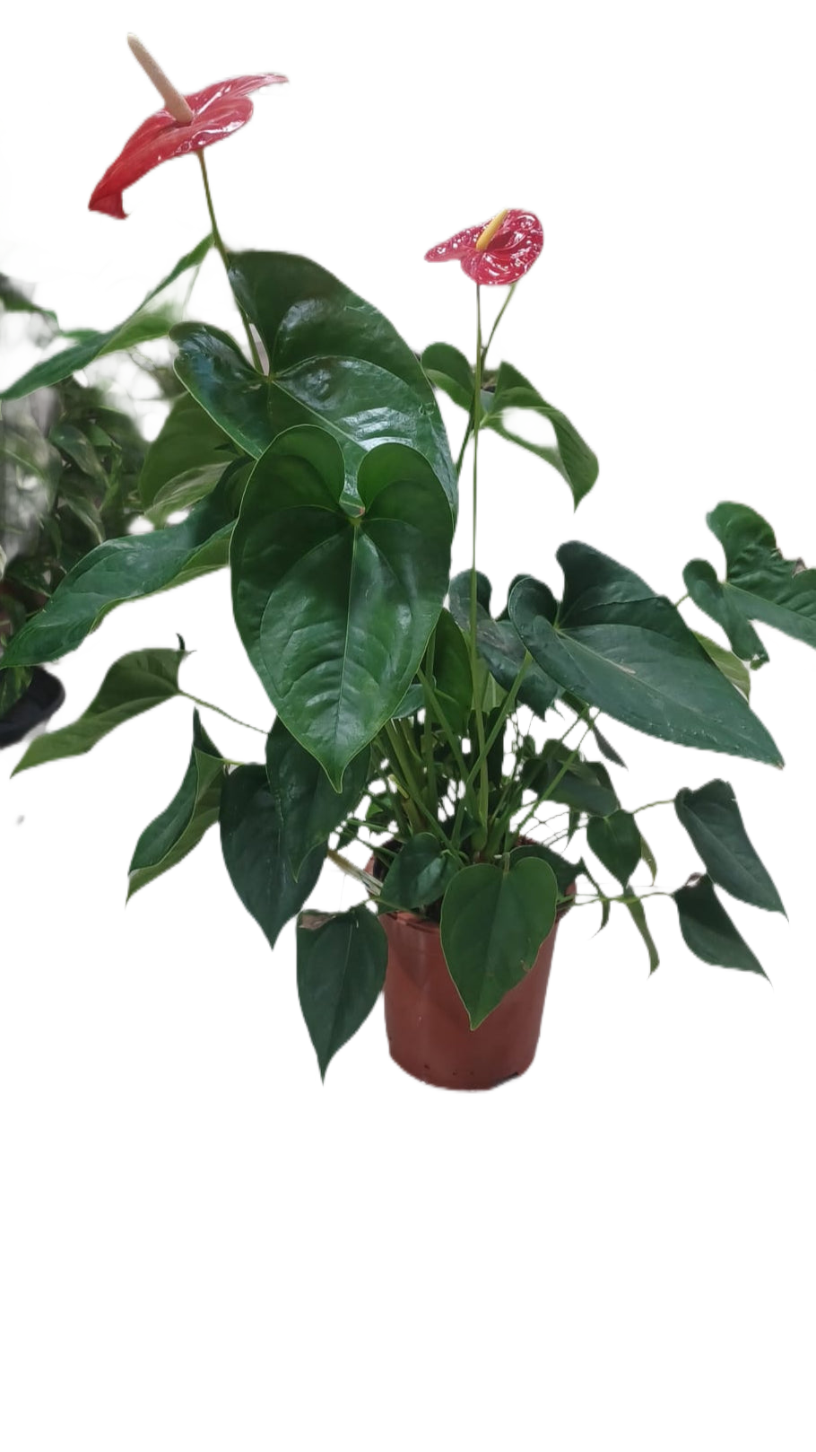 Flamingo Flower (Anthurium andraeanum)