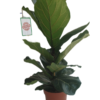 Fiddle-Leaf Fig (Ficus lyrata)
