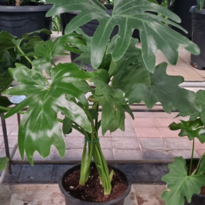 Philodendron Selloum
