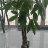 Braided Money Tree (Pachira Aquatica)