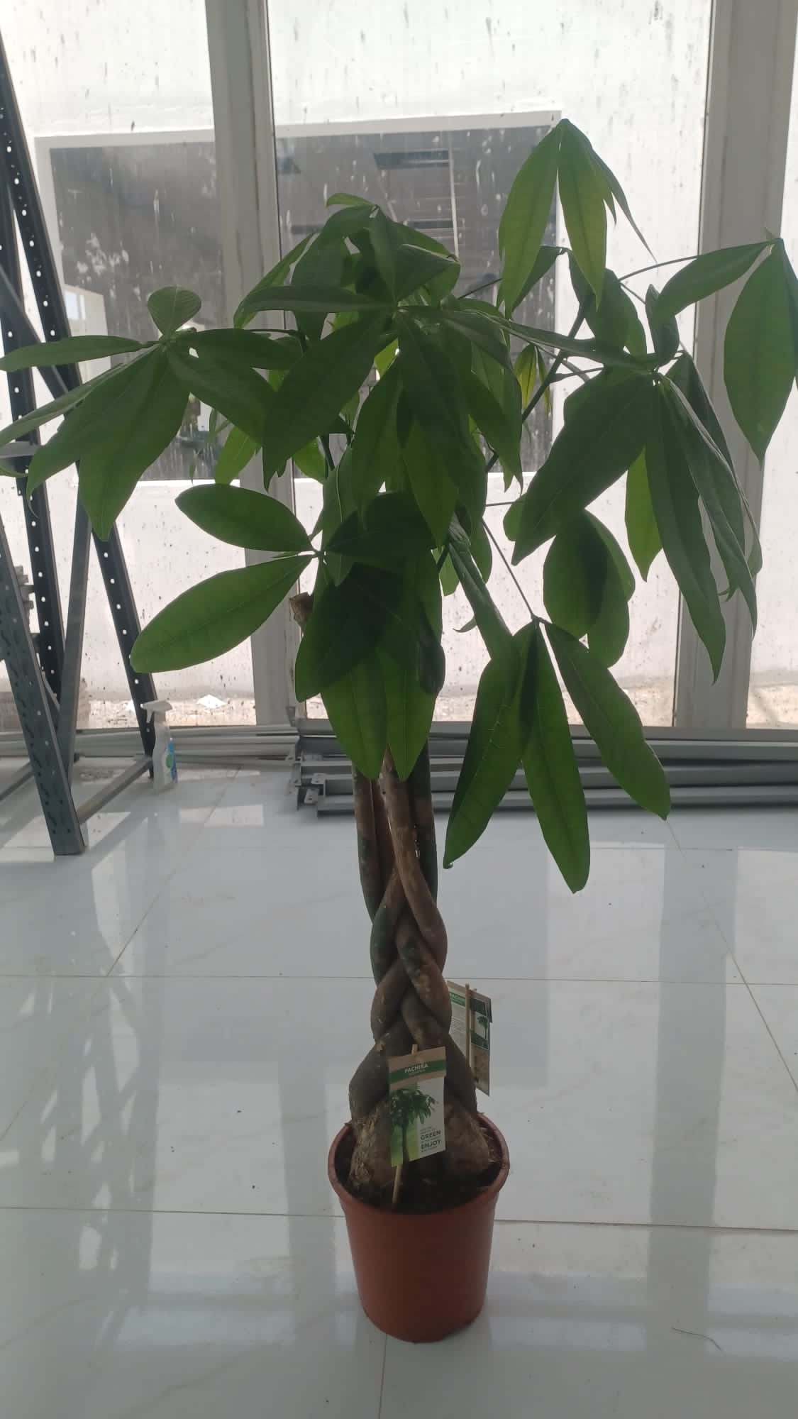 Braided Money Tree (Pachira Aquatica)