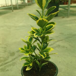 Japanese Spindle (Euonymus japonicus ‘Chollipo’)