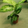 Dumb Cane (Dieffenbachia)