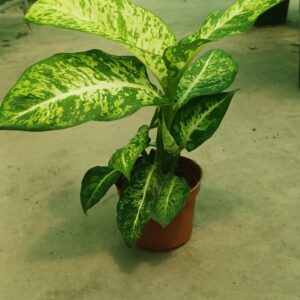 Dumb Cane (Dieffenbachia)