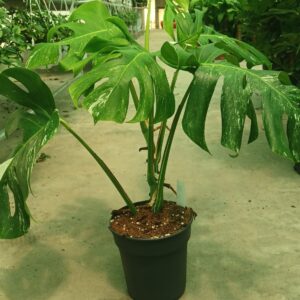 Monstera deliciosa Variegata Albo "Green Type"