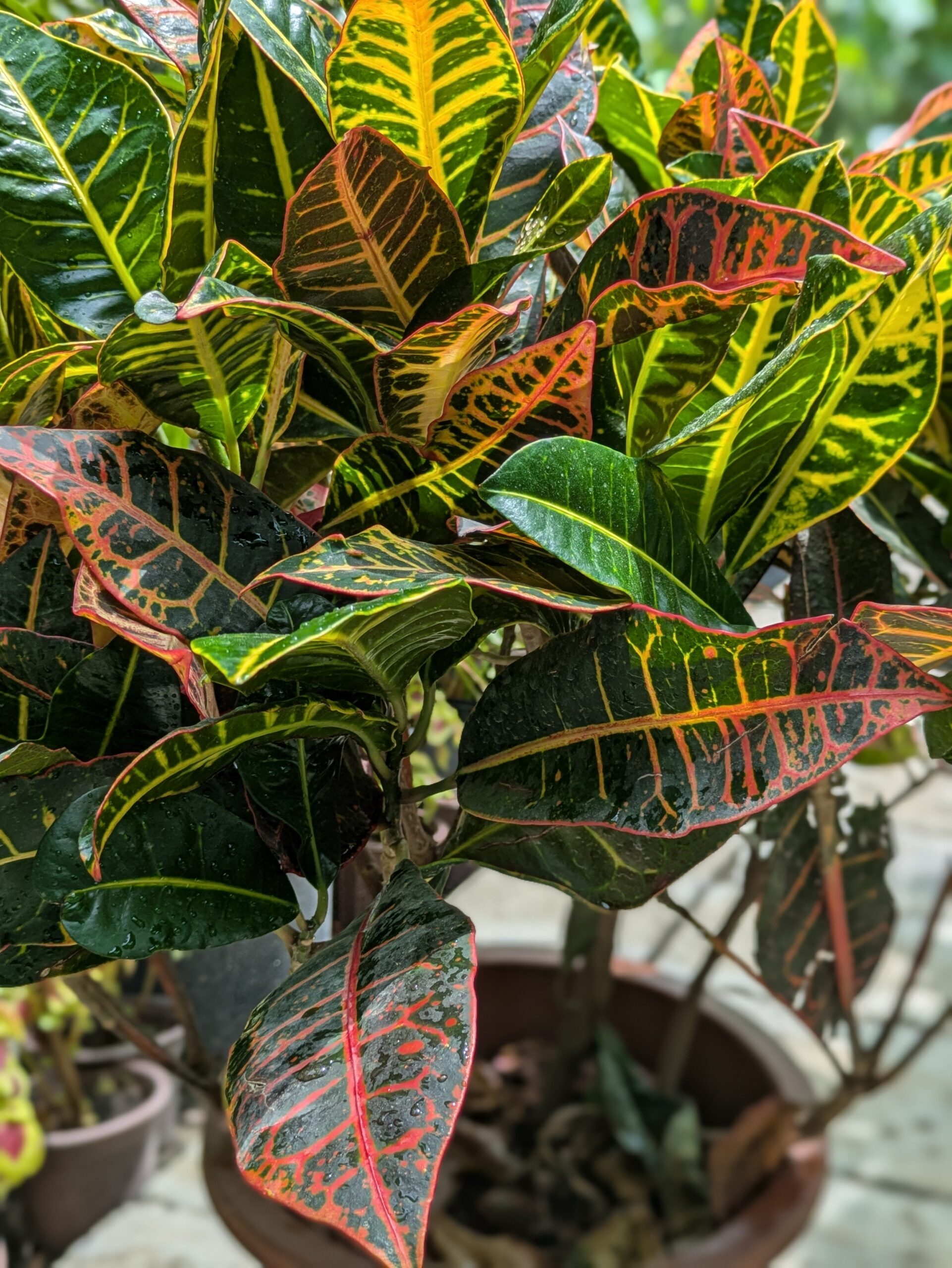 Croton Petra