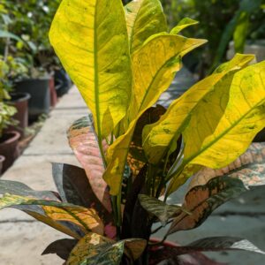 Garden Croton (Codiaeum variegatum)