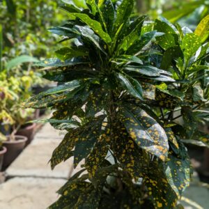 Gold Dust Plant (Aucuba japonica ‘Variegata’)