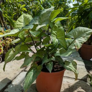 Arrowhead Plant (Syngonium podophyllum)