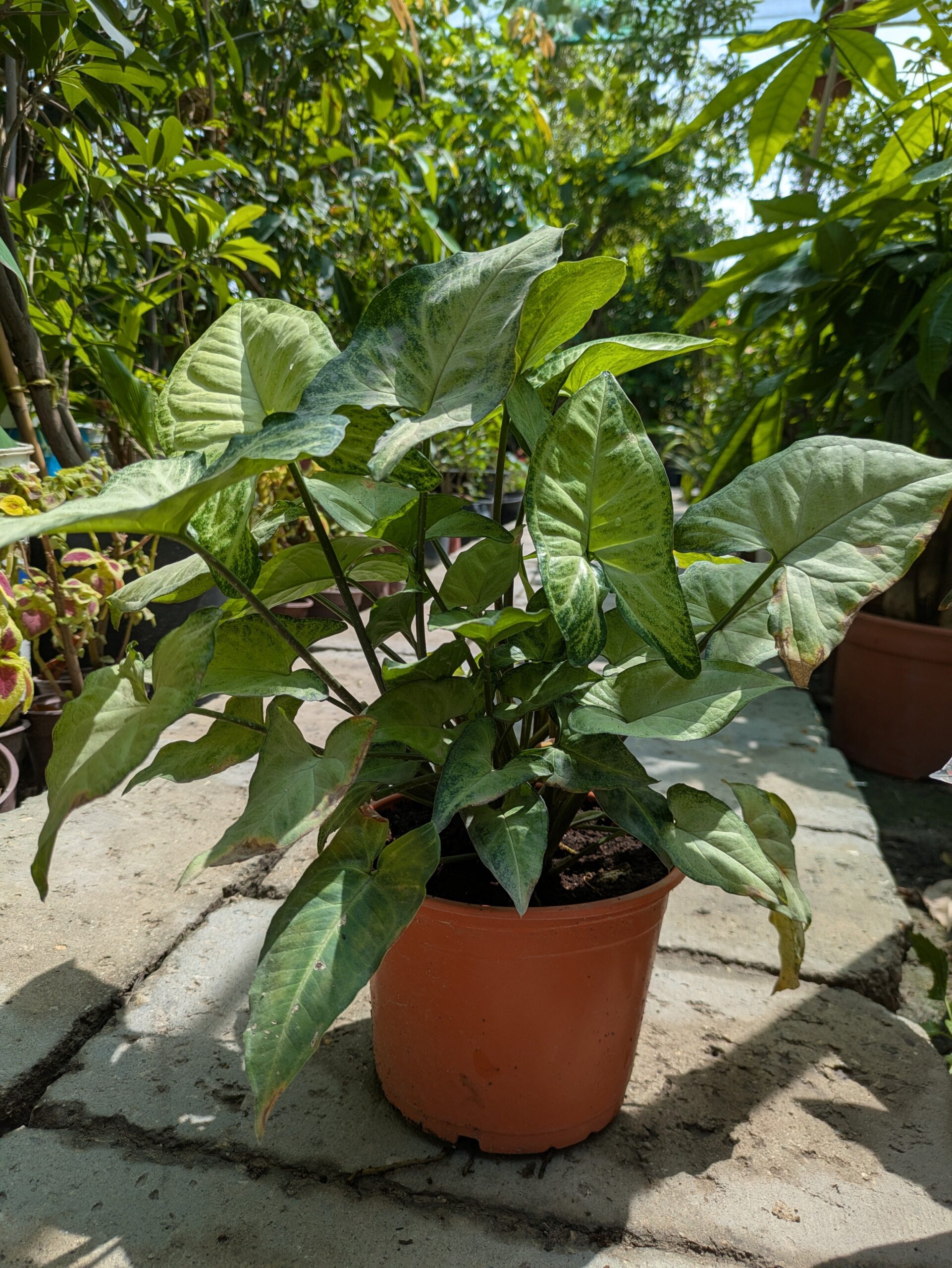 Arrowhead Plant (Syngonium podophyllum)