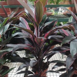 Ti Plant (Cordyline fruticosa)