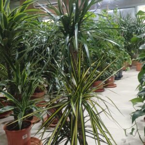 Dragon Tree (Dracaena Marginata)