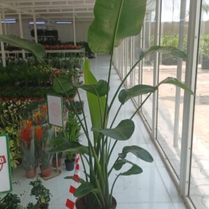 Bird of Paradise (Strelitzia reginae)