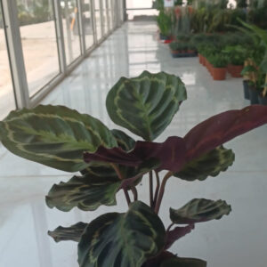 Rose-Painted Calathea (Calathea Roseopicta Medallion)