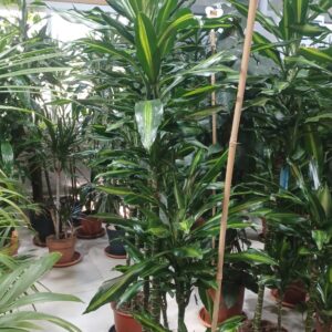 Happy Plant (Dracaena fragrans ‘Massangeana’)