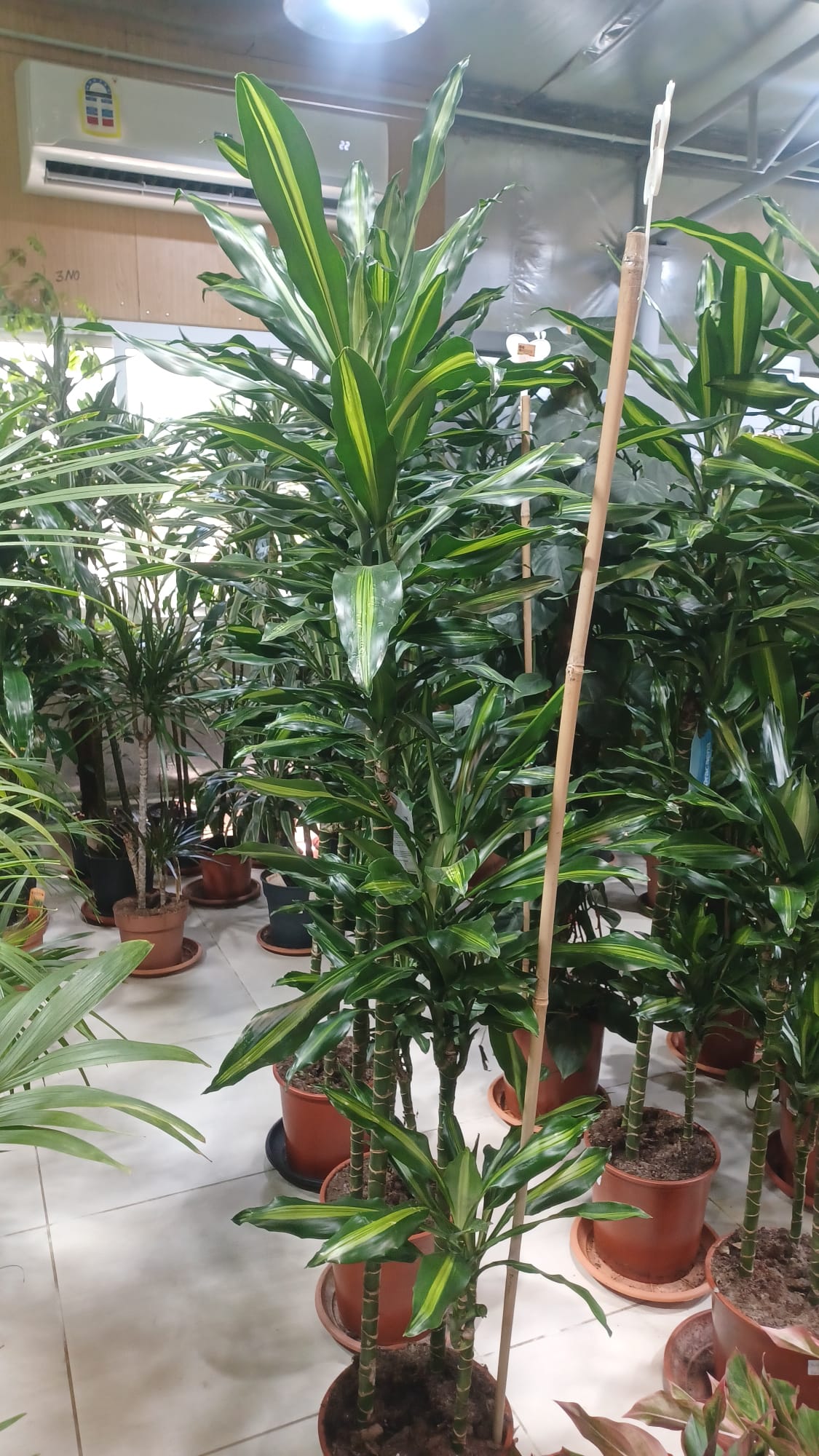 Happy Plant (Dracaena fragrans ‘Massangeana’)