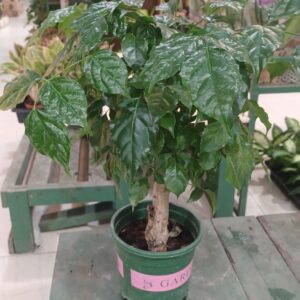 Coffee Tree (Coffee arabica)