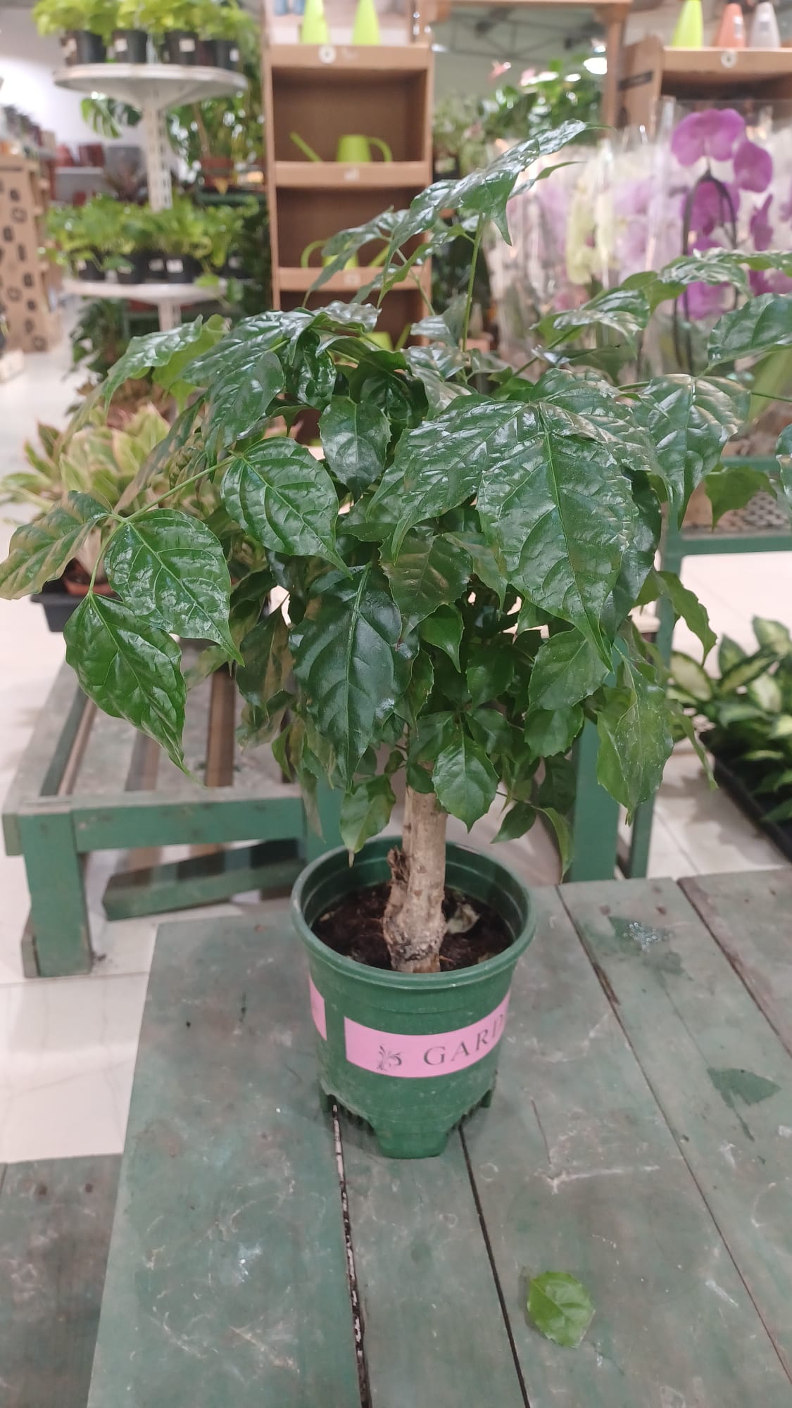 Coffee Tree (Coffee arabica)