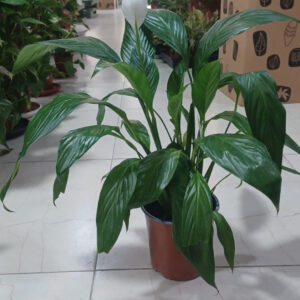 Peace Lily (Spathiphyllum)