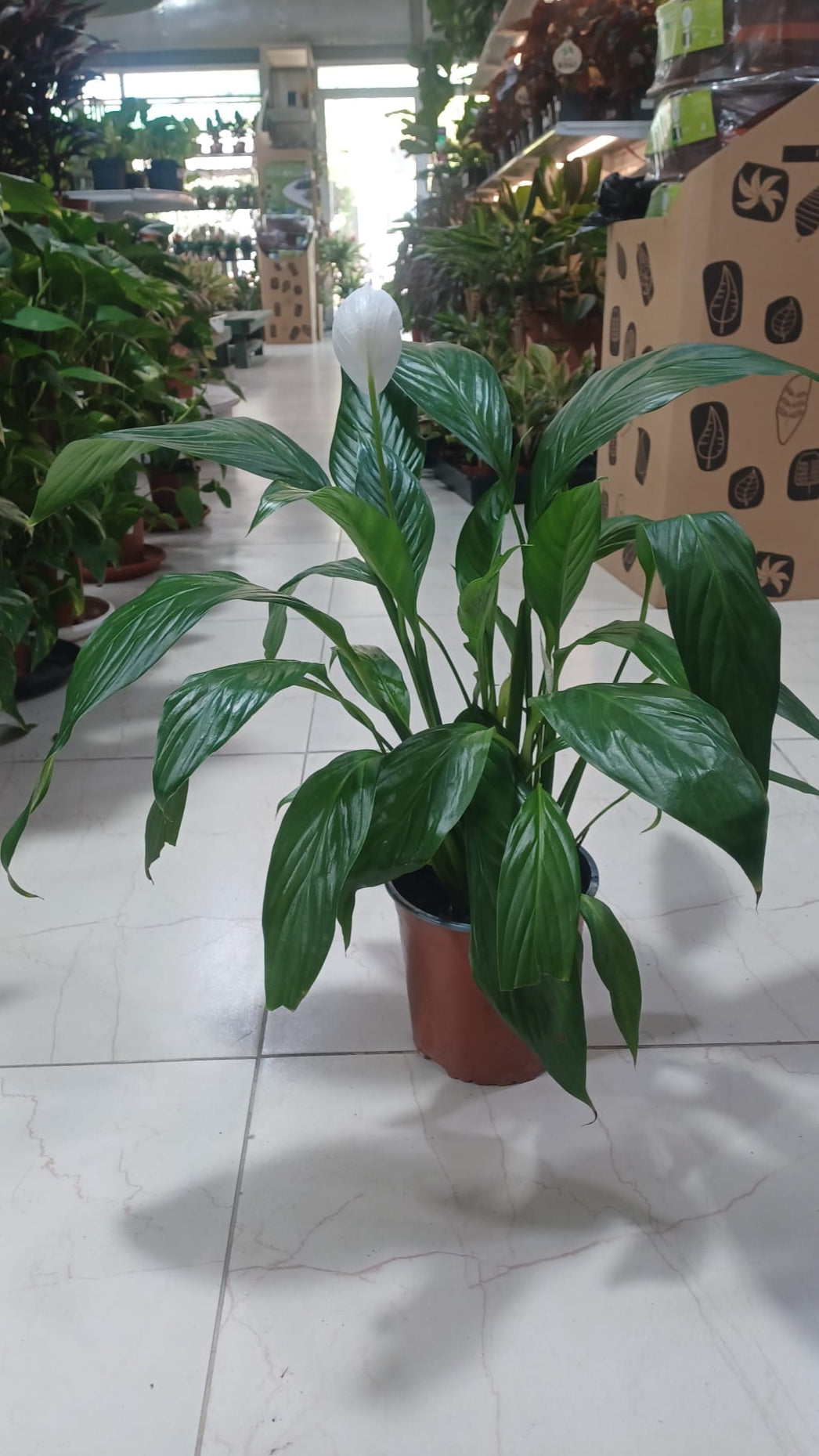 Peace Lily (Spathiphyllum)