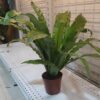 Bird’s Nest Fern (Asplenium Nidus)