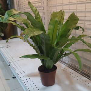 Bird’s Nest Fern (Asplenium Nidus)