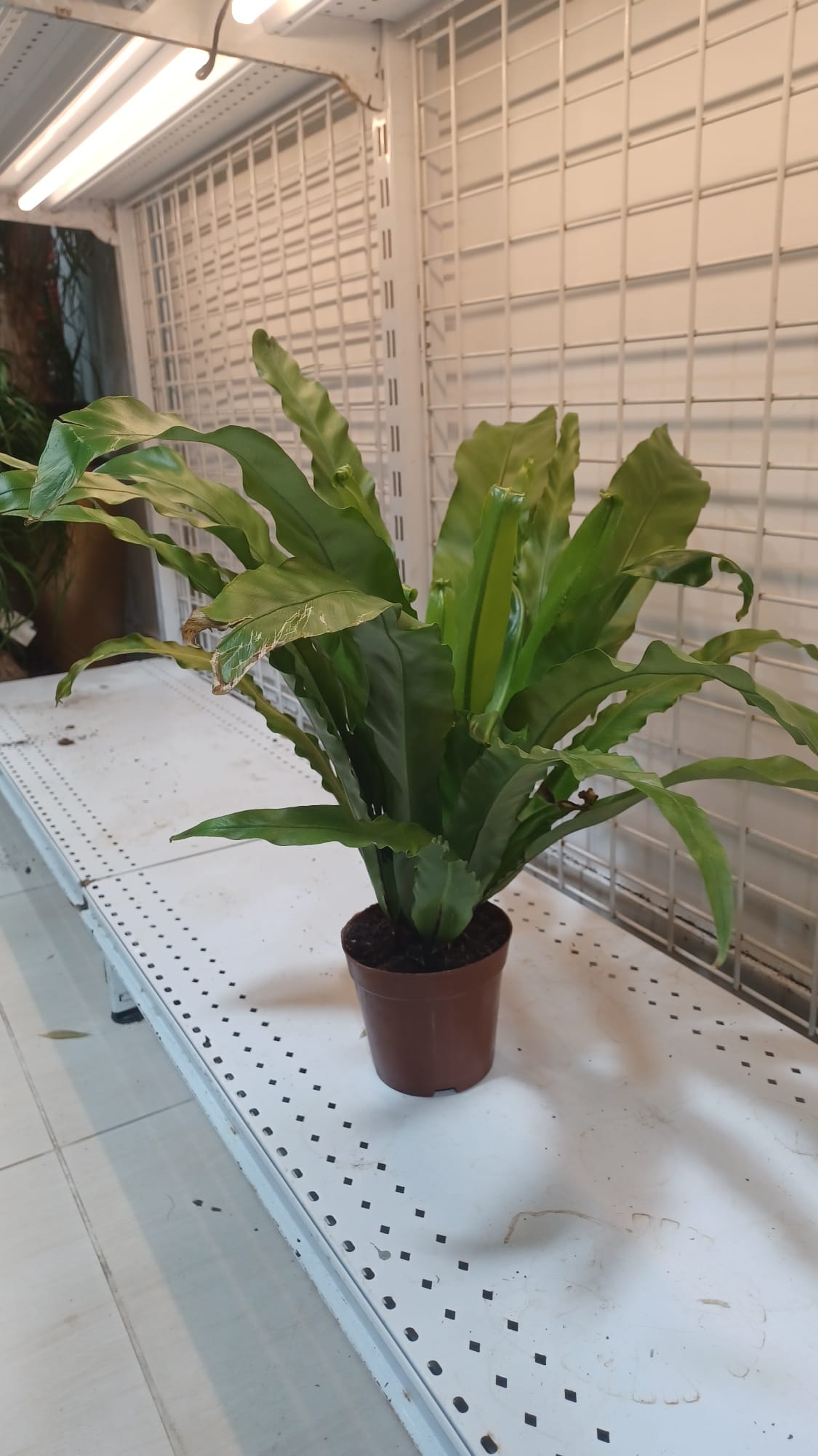 Bird’s Nest Fern (Asplenium Nidus)