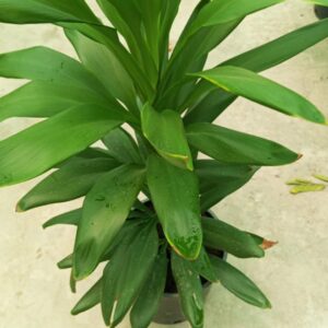 Dracaena Fragrans