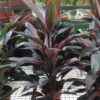 Cordyline Fruticosa (Ti Plant)