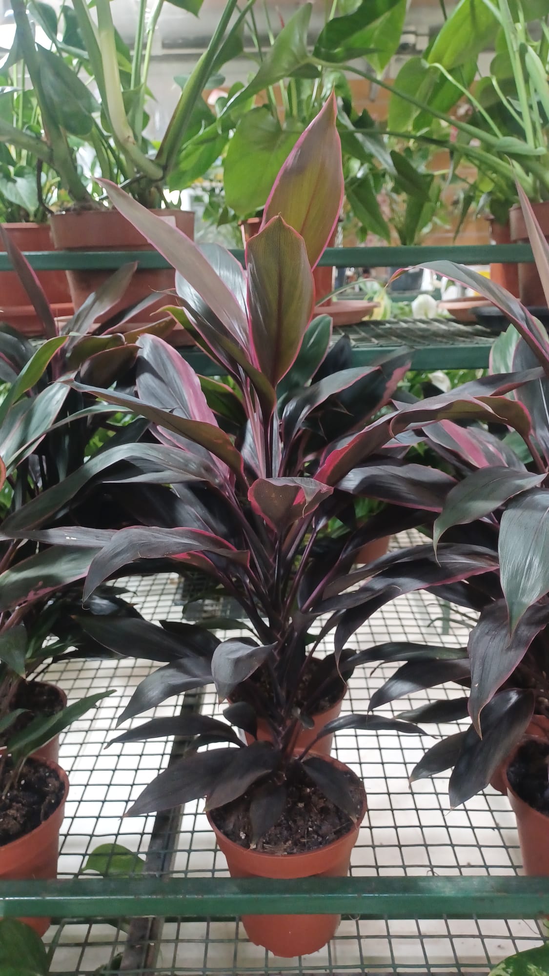 Cordyline Fruticosa (Ti Plant)