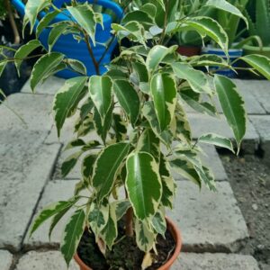 Ficus benjamina variegata
