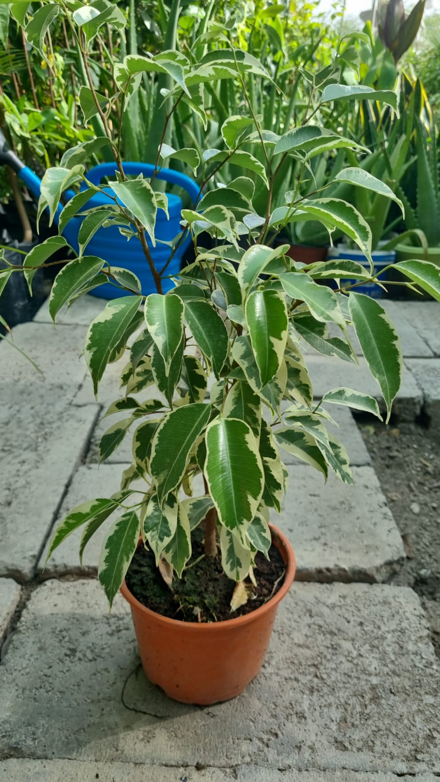 Ficus benjamina variegata
