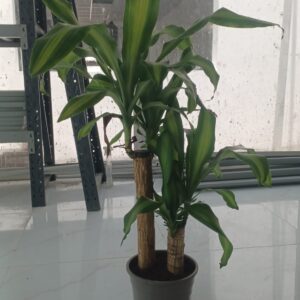 Corn Plant (Dracaena fragrans ‘Massangeana’)