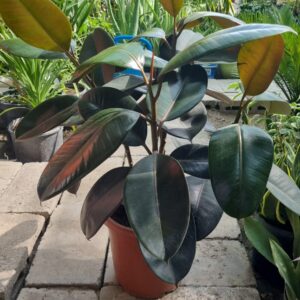Rubber Plant (Ficus elastica)