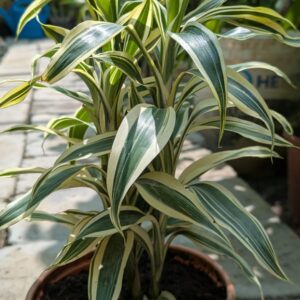 Dracaena Reflexa