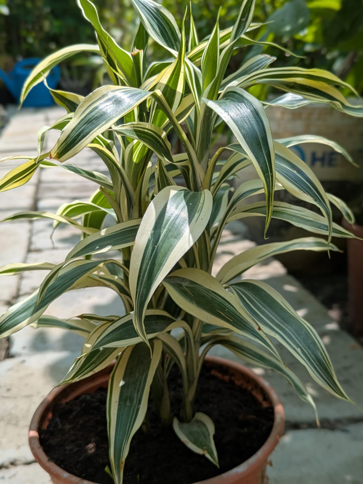 Dracaena Reflexa