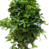 Dwarf Umbrella Tree (Schefflera arboricola)
