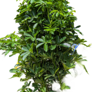 Dwarf Umbrella Tree (Schefflera arboricola)