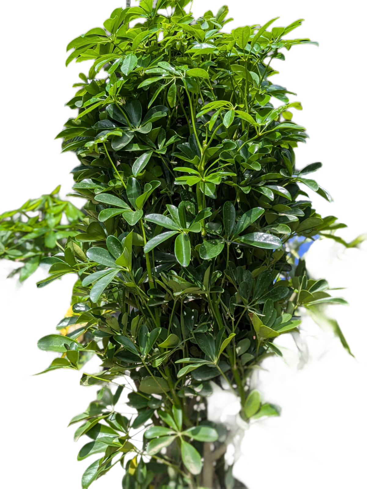 Dwarf Umbrella Tree (Schefflera arboricola)