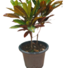 Croton Variegatum ‘Petra’