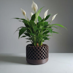 Diamonds - Designer Collection