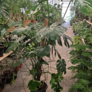 Monstera deliciosa