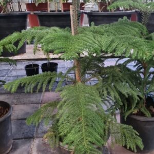 Araucaria heterophylla