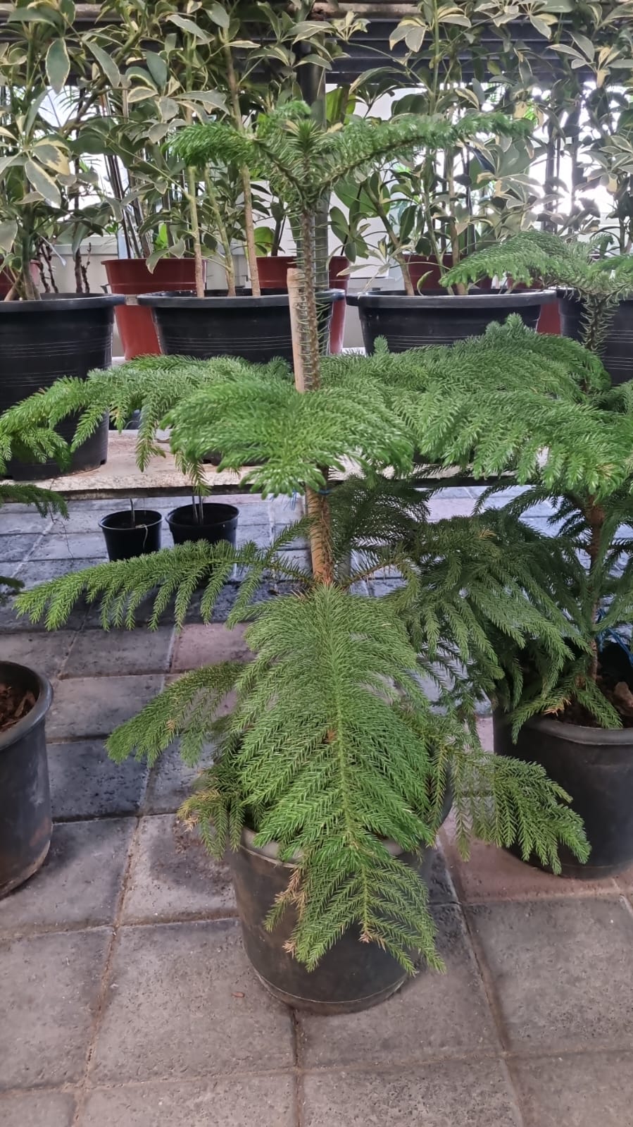 Araucaria heterophylla